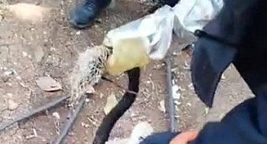 Balık ağına takılan yılan itfaiye ekiplerince kurtarıldı