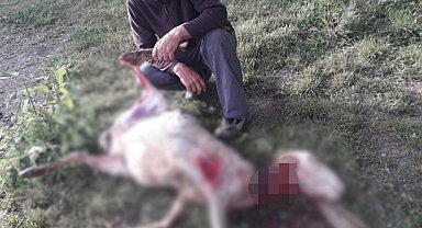 Başıboş köpekler 4 koyunu telef etti