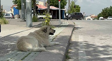 Başıboş sokak köpekleri site sakinlerini bezdirdi