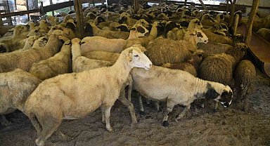 Başkan Demir: "Kurban Bayramı için tüm tedbirlerimizi aldık"