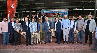 Başkan Ergün damızlık koçları hayvan yetiştiricilerine teslim etti