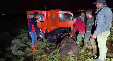 Bataklığa saplanan inek AFAD ekiplerince kurtarıldı