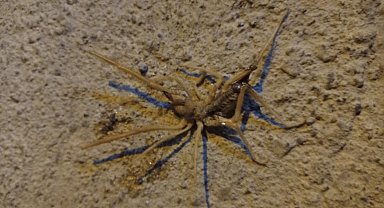 Batman'da 'Sarıkız' örümceği paniği