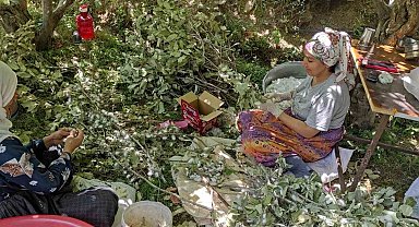 Batman'da ekonomik kazancı yüksek olan kozada hasat başladı