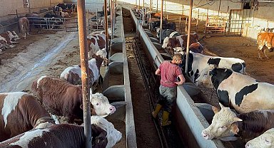 Batman'da kurbanlıklar bayram öncesi pazara çıktı