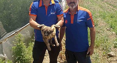 Batman'da su kuyusuna düşen yavru köpek kurtarıldı