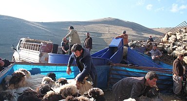 Bayburt'ta küçükbaş hayvanlar mobil koyun yıkama makineleriyle yıkanarak ilaçlanıyor