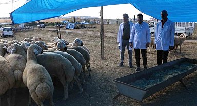 Bayram öncesi Adana'ya 30 bin hayvan getirildi