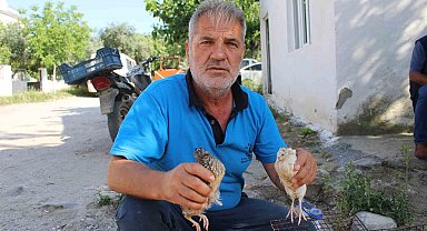 Bıldırcın üreticileri kendilerine kolaylık sağlanmasını istiyor