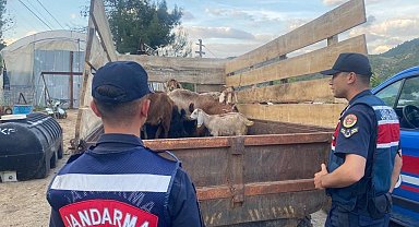 Bilecik'te ormanda kaybolan 11 küçükbaş hayvanı jandarma buldu