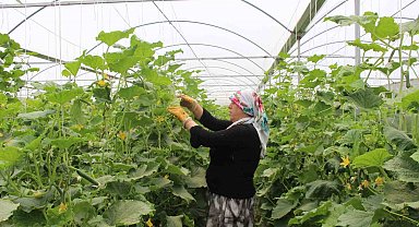 Bileziklerini satıp devletten aldığı hibe ile sera kurdu