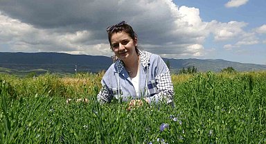 Bilim insanları Tokat için karabuğdayı araştırıyor