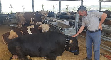 Bin 100 kiloluk dana Bey araba fiyatına satışta