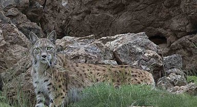 Bir vaşak daha görüntülendi