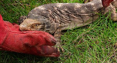 Bitkin düşen çöl varanı tedavisinin ardından doğaya bırakıldı