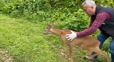 Bitkin halde bulunmuştu yeniden doğaya kavuştu