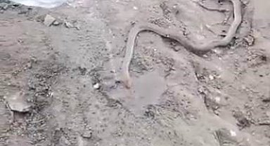 Bitkin haldeki dev yılanı su vererek kendine getirmeye çalıştılar