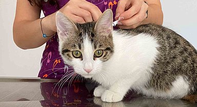 Böcek ilacı kullanırken dikkat: Hayvanlar için hayati risk oluşturuyor