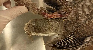 Bodrum'da elektrik akımına kapılan 3 baykuştan ikisi telef oldu