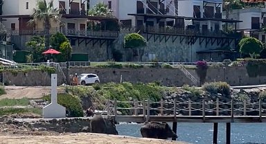 Bodrum'da sahili domuzlar bastı, o anlar kameralara yansıdı