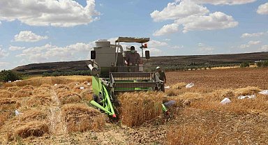 Bölge için en iyi buğday çeşidi araştırılıyor