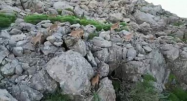 Bölgeye huzurun gelmesiyle silah sesleri yerini yaban keçilerine bıraktı