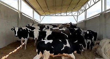 Böyle bakıcı düşman başına: Patronu yokken araç kiralayıp, bakımlarını üstlendiği 28 ineği çaldı