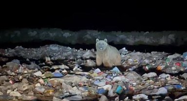 Boz ayılar yiyecek ararken böyle görüntülendi