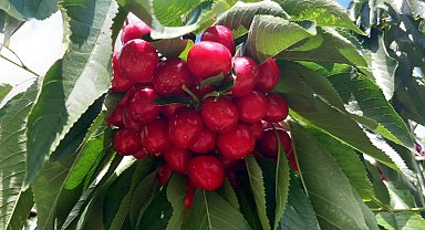 Bu bahçeye gelenler satın aldıkları kirazı kendileri topluyor