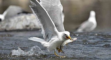 Bu balıkları sadece martılar avlayabiliyor