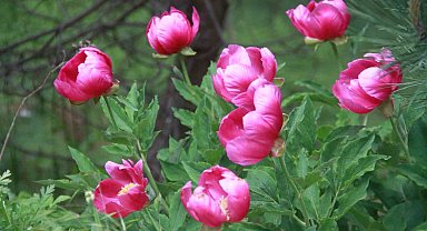 Bu bitkiyi koparmanın cezası 244 bin lira