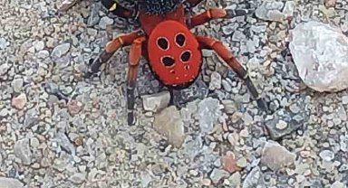 Bu defa Manisa'da görüldü
