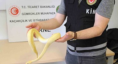 Bu kadarı da pes dedirtti: Kapıkule'de 32 kaçak yavru piton yakalandı