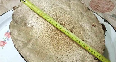 Bu mantar tam 36 santimetre genişliğinde