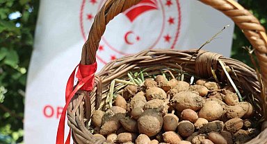 Buca'da salep hasadı yapıldı