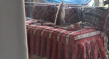 Burdur'da şehre inen yavru tilki bir evin balkonunda sabahladı