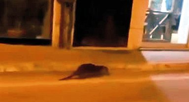 Bursa Mudanya'da su samuru caddede görüldü