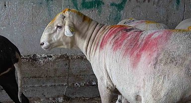 Bursa'nın en ağır büyükbaş kurbanlığı 1 ton 50 kilogram ağırlığı ile "Paşa"