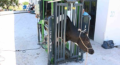 Büyükşehir'in hayvancılığa desteği sürüyor
