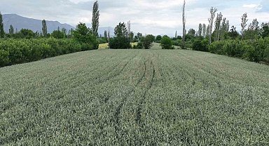 Büyükşehir'in hibe ettiği ata tohumları boy verdi