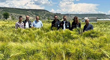 Büyükşehirin dağıttığı arpa ve buğday tohumları verimliliğiyle yüz güldürdü