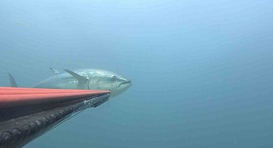 Çanakkale Boğazı açıklarında zıpkınla 100 kiloluk orkinos avladı