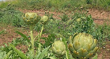 Çankırı'da gelir kapısı olacak enginarda ilk hasat yapıldı