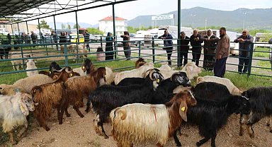 Canlı hayvan pazarı hareketlenmeye başladı