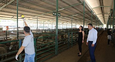 Canlı hayvan satış noktaları ilaçlanıyor