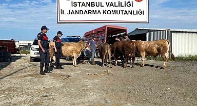 Çatalca'da çalınan kurbanlıklar jandarma ekipleri tarafından bulunarak sahiplerine teslim edildi