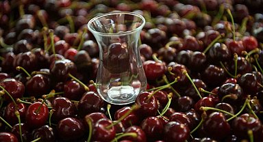 Çay bardağına sığmayan Lapseki kirazının hasadına başlandı