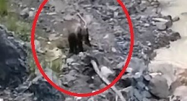 Çaya inen ayılar vatandaşlar tarafından görüntülendi
