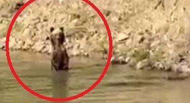 Çayda serinleyen ayı ile vatandaşın gülümseten sohbeti