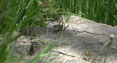 Çekirgelerin istila ettiği köyde vatandaşların mağduriyeti sürüyor